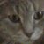 Sharon King's profile image