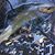 Carmen Castaldo's profile image