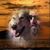 Tony Scavia's profile image