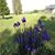 Sheryl Ann Welz's profile image