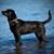 Red Beaulieu's profile image