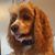 Deborah Rivard's profile image
