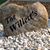 Judykenny Willett's profile image