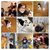 Cassondra Belotti's profile image