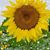 Kathy Wilson's profile image