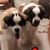 Buffy Schneider Hastreiter's profile image