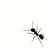 Kit Elloran's profile image