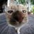 Crystal Cat's profile image