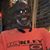 Robert Jones Jr's profile image