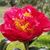 Pam Lowenstein Starling's profile image