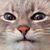 Jay Bird's profile image