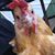 Molly McCabe Laqua's profile image