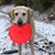 Heidi Hoops's profile image