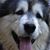 Karen Dombroskie's profile image