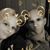 Angel Jackson's profile image