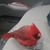 Tracy Hammar's profile image