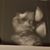 Samantha Craig's profile image