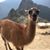 Denyse Turpin-Isaacson's profile image