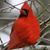 Martha Belanger's profile image