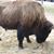 Wyo Moore's profile image