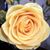 Annette Griffin's profile image