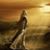 Rana A Solaiman's profile image