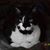 Caz Norwich's profile image