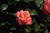oneGA r.'s profile image