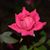 Michelle Wiley's profile image