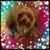 Zulme Lattin's profile image