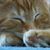 Betsy Lewis-Bowie's profile image