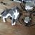 Sharon Pezzi's profile image