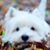 Janice L. Lewis's profile image