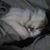 Joseph D. Pelland's profile image