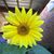 Gina Burrus's profile image