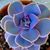 Susan Scott's profile image