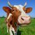 Linda Blaine's profile image