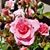 Michele Renee Cromberg's profile image