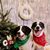 Carrie Pfoff Boley's profile image