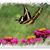 Judith InfoFuselier-Phillips's profile image