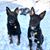 Lisa Lewis Zerkle's profile image
