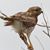 Lorri Lilja's profile image