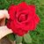 Resalah Hadi's profile image