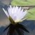 Linda Oettinger Morris's profile image