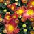 Lucinda A McDuffee's profile image