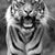 Carloska Meszaros's profile image