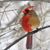 Kimberly Ann Armstrong-Heismann's profile image