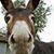 Bob Chapeskie's profile image