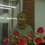 Joyce Hope Lucas's profile image