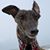 Cyndi Dance's profile image